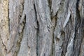 The structure of a large tree trunk close up. Background, texture