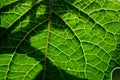 Structure of a leaf,A leaf with laminar structure and venation Royalty Free Stock Photo