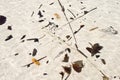 Structure of leaf remainings at the beach Royalty Free Stock Photo
