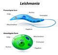 Structure of Leishmania