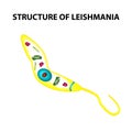 The structure of leishmania. Infographics. Vector illustration on isolated background.