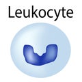 The structure of the leukocyte. Leukocyte. White blood cell immunity. Infographics. Vector illustration on isolated