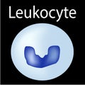 The structure of the leukocyte. Leukocyte. White blood cell immunity. Infographics. Vector illustration on isolated