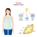 Structure, Location, and function of the thymus Royalty Free Stock Photo