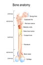 Structure of a Long Bone. Royalty Free Stock Photo