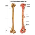 Structure of a Long bone.