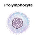 The structure of the lymphocyte. Lymphocytes blood cell. White blood cell immunity. Leukocyte. Infographics. Vector