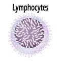 The structure of the lymphocyte. Lymphocytes blood cell. White blood cell immunity. Leukocyte. Infographics. Vector