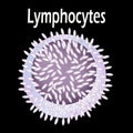 The structure of the lymphocyte. Lymphocytes blood cell. White blood cell immunity. Leukocyte. Infographics. Vector