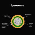 The structure of lysosomes. Infographics. Vector illustration