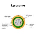 The structure of lysosomes. Infographics. Vector illustration on isolated background