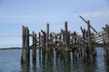 Structure made of wood columns set in the ocean perched all over with gulls and a blue sky behind