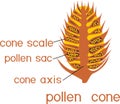 Structure of male pollen cone of pine with titles Royalty Free Stock Photo