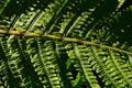 Structure of mature frond, large divided leaf of a fern plant, latin name Polypodiopsida, in dramatic afternoon sunshine.
