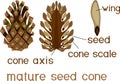 Structure of mature seed cone of pine in section with titles