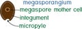 Structure of megasporangium of gymnosperm plant with titles
