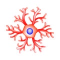 The structure of microglia. Neuron. Nerve cell. Infographics. Vector illustration on background.