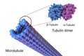 Structure of a microtubule, illustration Royalty Free Stock Photo