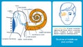 Structure of middle ear and cochlea. Royalty Free Stock Photo