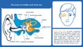 Structure of middle and inner ear. Royalty Free Stock Photo