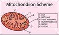 Structure mitochondrion organelle. anatomy of mitochondrion