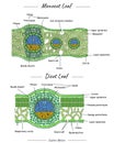 Structure of Monocot leaf and dicot leaf Royalty Free Stock Photo