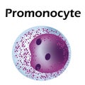 The structure of the monocyte. Monocytes blood cell. macrophage. White blood cell immunity. Leukocyte. Infographics