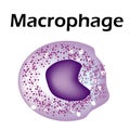 The structure of the monocyte. Monocytes blood cell. macrophage. White blood cell immunity. Leukocyte. Infographics