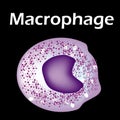 The structure of the monocyte. Monocytes blood cell. macrophage. White blood cell immunity. Leukocyte. Infographics