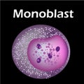 The structure of the monocyte. Monocytes blood cell. macrophage. White blood cell immunity. Leukocyte. Infographics