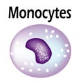 The structure of the monocyte. Monocytes blood cell. White blood cell immunity. Leukocyte. Infographics. Vector