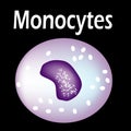 The structure of the monocyte. Monocytes blood cell. White blood cell immunity. Leukocyte. Infographics. Vector