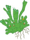 Structure of monomeric gametophyte of equisetum arvense horsetail with archegonium and antheridium