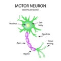 The structure of the motor neuron. Infographics. Vector illustration on isolated background