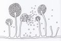 Structure of Mucor mold, black fungus