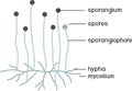 Structure of Mucor. Mycelium with sporangium