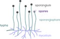 Structure of Mucor. Mycelium with sporangium