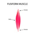 The structure of the muscle is fusiform. Infographics. Vector illustration on isolated background