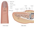 Structure of nail and finger. Medical illustration