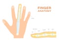 Structure of a Nail. human Nail . finger anatomy