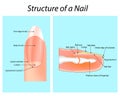 Structure of a Nail. Nail anatomy