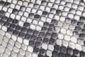 Structure natural snake skin pattern. Piton skin background. Python skin texture background. The texture of genuine leather snake Royalty Free Stock Photo