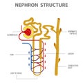 Scientific Designing of Nephron Structure in kidney vector illustration Royalty Free Stock Photo