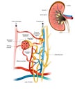 Structure of the Nephron and Glomerular filtration or glomerulus. Nephrology. Renal physiology. Royalty Free Stock Photo