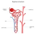 Structure of Nephron in kidney vector illustration Royalty Free Stock Photo