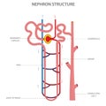 Structure of Nephron in kidney vector illustration in white background