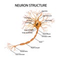 Structure of a Neuron. Vector illustration Royalty Free Stock Photo