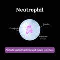 The structure of the neutrophil. Vector illustration