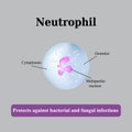 The structure of the neutrophil. Vector illustration Royalty Free Stock Photo
