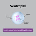 The structure of the neutrophil. Vector illustration